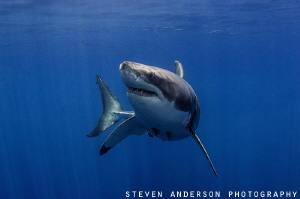 There was something that caught this Great Whites attenti... by Steven Anderson 